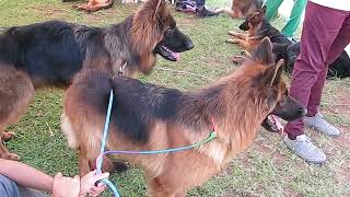 German Shepherd showline doing there thing(3) by DogTv Uganda 250 views 1 year ago 20 seconds
