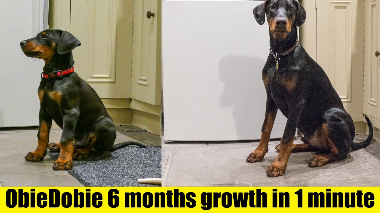 Doberman Growth Chart