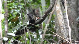 Borneo tufted ground squirrel