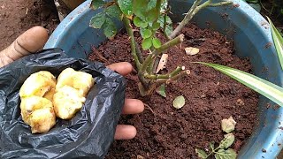 சத்தான உரம் கொடுக்கலாம் வாங்க ரோஜா செடிகளுக்கு | Healthy Banana Fertilizer for Rose Plants in tamil