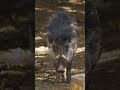 Pig-ture Perfect 📸