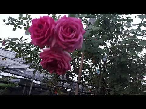Video Hoa hồng Pompadour Giống hoa hồng khỏe đẹp thơm của... - youtube