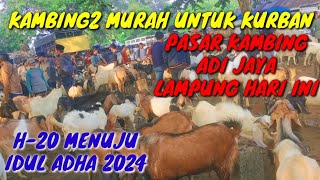 PASAR KAMBING TERMURAH DI LAMPUNG TENGAH//PASAR KAMBING ADI JAYA LAMPUNG TENGAH