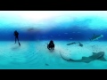 360° Great Hammerhead Shark Encounter National Geographic