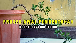 Proses Awal Pembentukan Bonsai Gaya Air Terjun (cascade style)