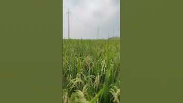Thumbnail of Rice bowl of Karnataka #gangavathi #incrediblekarnataka #music #kannada #song