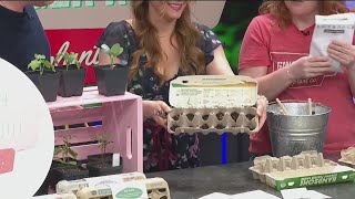 Ginger Root Plant Co. - 51424