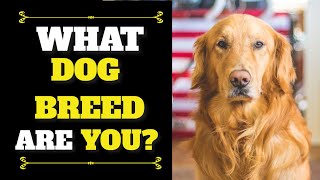 What Dog Breed Are You? (Personality Test)