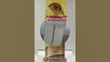 B.Sc. 2nd semester Specimens of Protochordata & Agnatha #bsc #zoology #practical