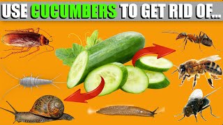 How To Use Cucumbers To Get Rid Of Pests - Ants, Snails, Bee's Cockroaches Silverfish | Easy recipes