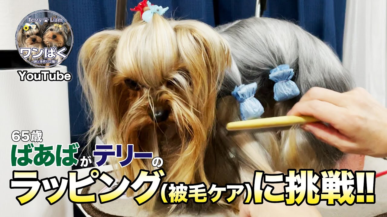 Aim for a long coat Yorkie ❣️ Challenge 