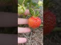 КЛУБНИЧКА КРАСНАЯ🍓 #клубника #тания #сад