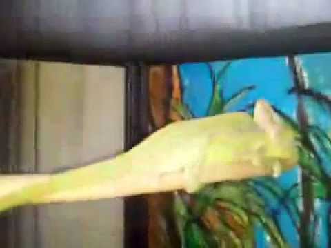 camera iphone 8 plus apk Peetree! My veiled chameleon