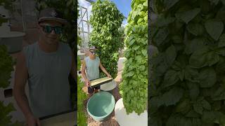 This is how we grow 8 kilos of basil vertically on aeroponic towers #basil #farming #agriculture