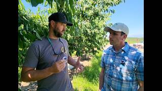 How to Grow Better Cherries | Advice from a 4th-Generation Cherry Grower