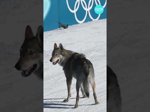 Dog crashes Olympic ski race