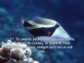 Sourate 36 ya sin   saad al ghamidi sous titres en fr macha allah