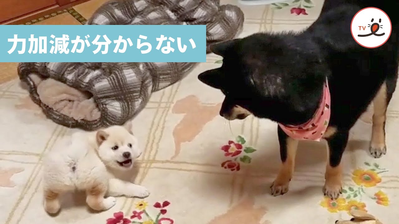 初めての妹にドキドキ♡】遊んで欲しい子柴の期待に応えたい。新米お
