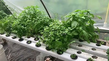NFT downspout hydroponic- quick overview of setup - Nutrient Film Technique