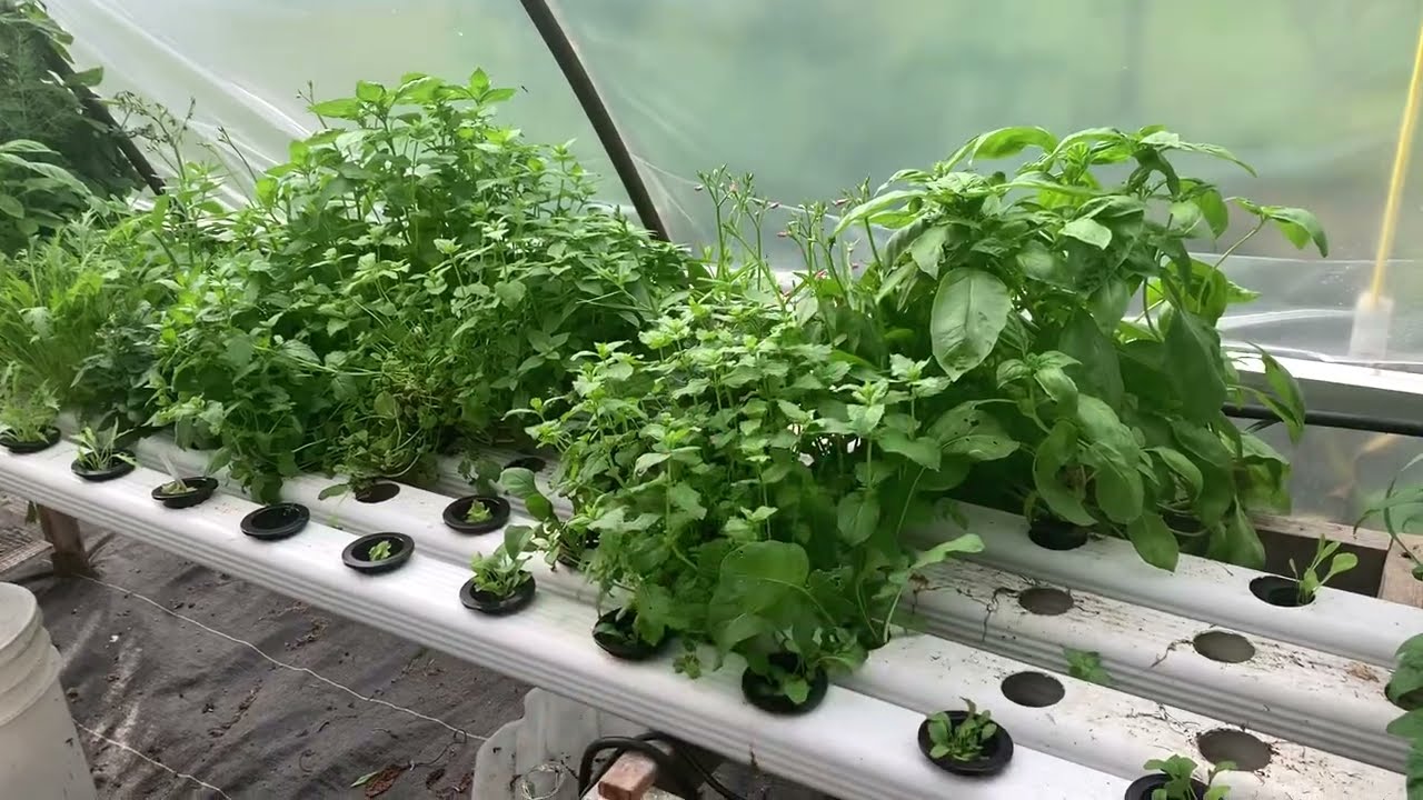 NFT downspout hydroponic- quick overview of setup - Nutrient Film Technique