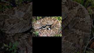 Western Diamondback Rattlesnake and Texas Coral Snake