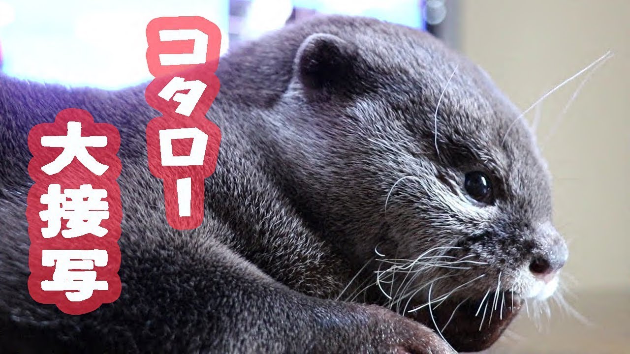 カワウソ コタロー 大人になった？接近撮影でもぶれずに寝入る Otter
