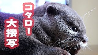 カワウソ コタロー　大人になった？接近撮影でもぶれずに寝入る　Otter Kotaro Close-up!