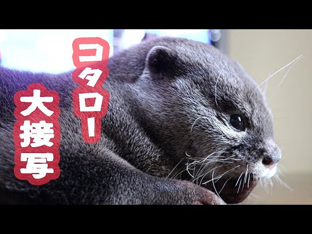 カワウソ コタロー 大人になった？接近撮影でもぶれずに寝入る Otter