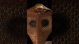 How Snakes Use Their Tongues To Smell