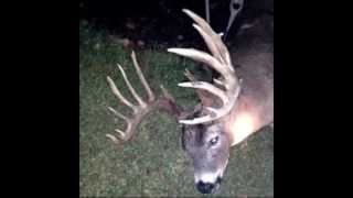 Giant 24 Point Buck Hit By Car In Ohio!