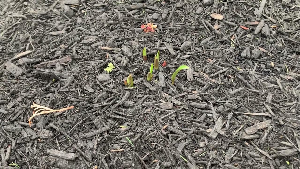 Baby Asiatic Lilies Coming Up for Spring! YouTube