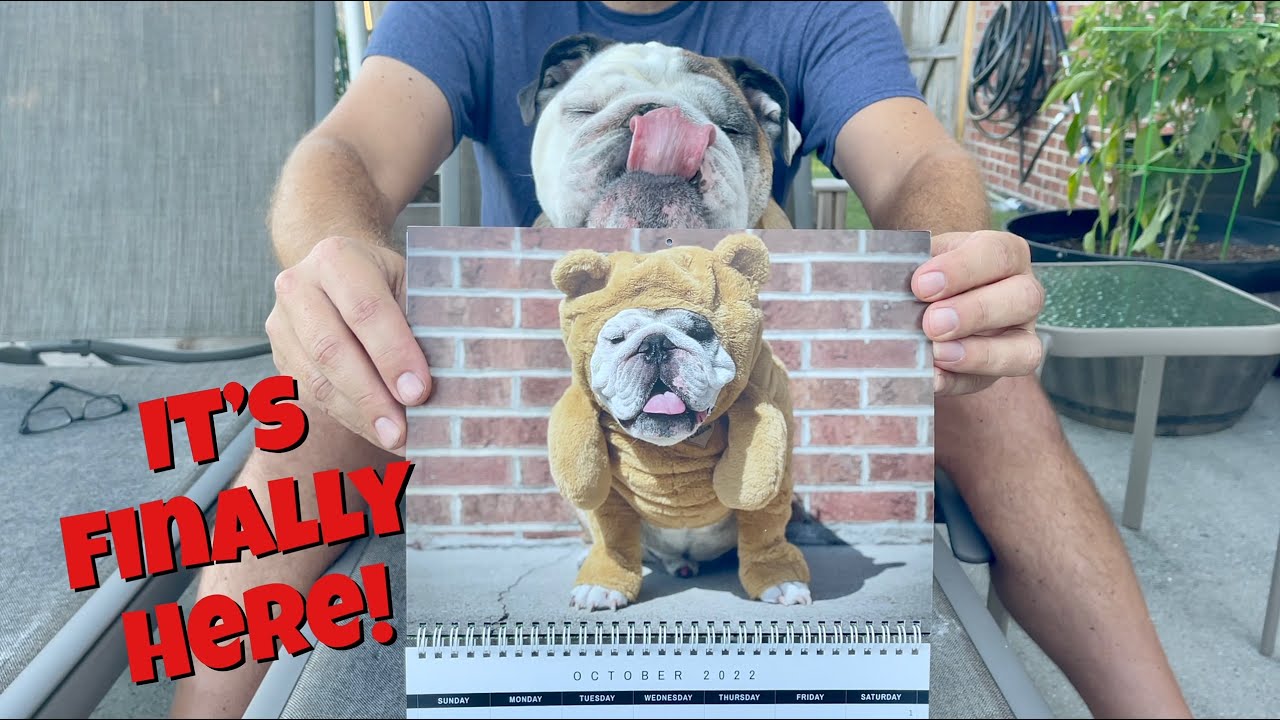 Reuben the Bulldog 2022 Calendar YouTube