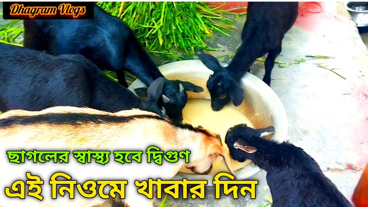 কিভাবে ছাগলের খাবার তৈরি করে খাওয়ালে ছাগলের স্বাস্থ্য ঠিক থাকবে ...