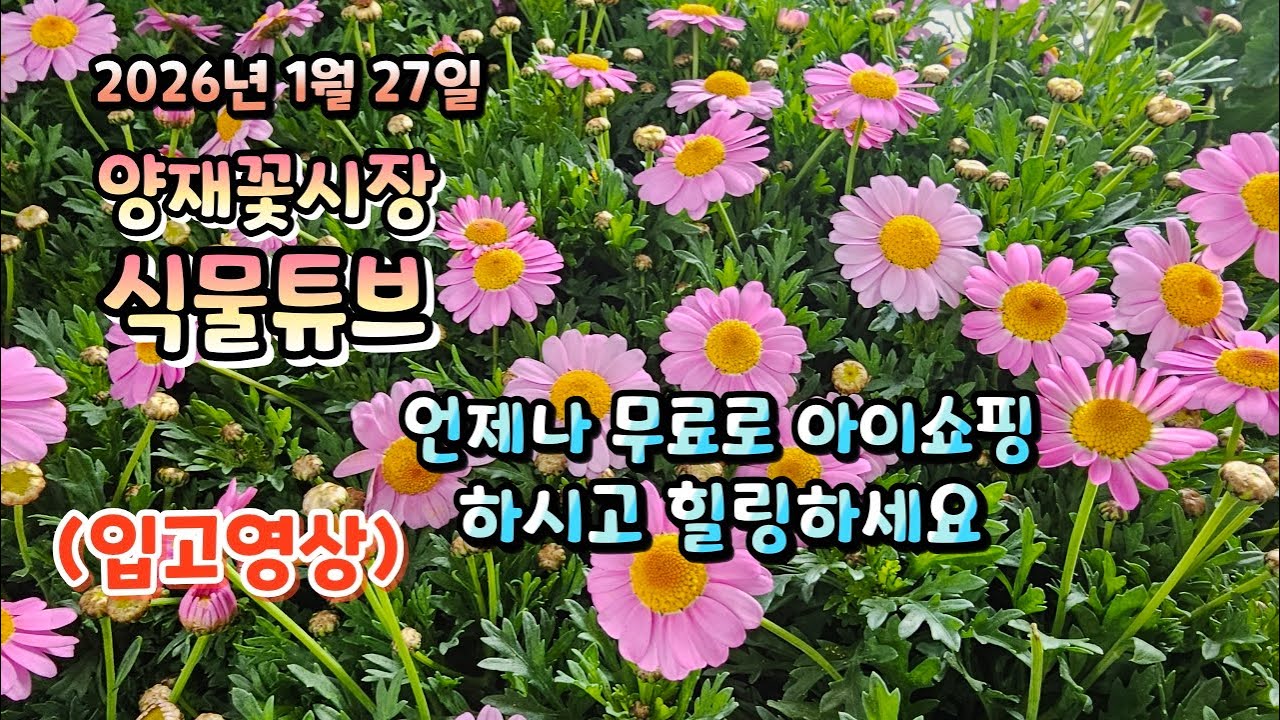 양재꽃시장 식물튜브 26년 1월 27일 입고영상 시청 하시면서 무료로 힐링타임 되시길 바랍니다~  #양재꽃시장 #식물튜브 #식물아빠 #여광일