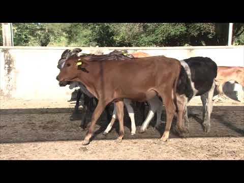 LOTE 59   SERRA DO MARINHEIRO