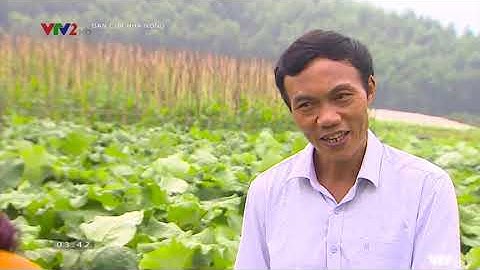 Liên kết trong sản xuất và tiêu thụ rau Hữu cơ