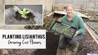 Planting Lisianthus for Cut Flowers  Sunshine and Flora  Urban Flower Farm
