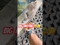 Funniest Animal Fails 2026 #funny #animals