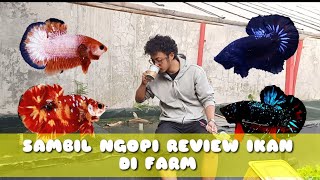 Download Lagu Melihat lubukan dan ikan cupang yang ada di farm adreenaline aquatic MP3