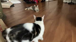 Patty and Matty ' Tag me' #cat #play #tag #funny #distraction #confused #ねこ #鬼ごっこ #おもしろい #仲良し