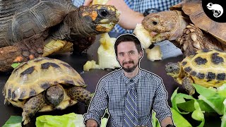 Why Tortoises Are The Best Pet Reptiles