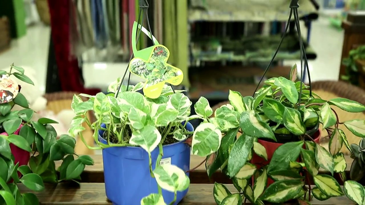 ТРАДЕСКАНЦИЯ комнатное растение УХОД - YouTube