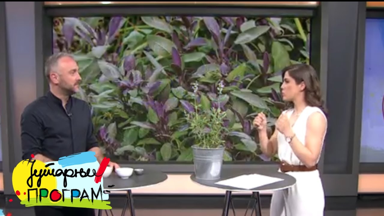 RTS JUTARNJI PROGRAM - Šta sve leči žalfija