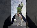 ボーダーコリーを飼う人へ、気にかける #わんだブログ #vlog #猫 #犬