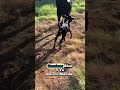 ¡Llegó el Nuevo Jefe del Rancho! 🐮😂
