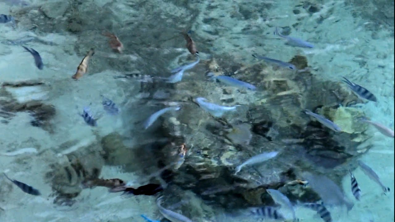 魚ゼロから魚だらけへ タヒチ モーレア島 水上コテージ 高画質1080phd 60fps Youtube