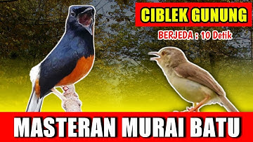 MASTERAN MURAI BATU - suara Ciblek Gunung Ngebren jernih keras berjeda 10 detik untuk variasiplayist
