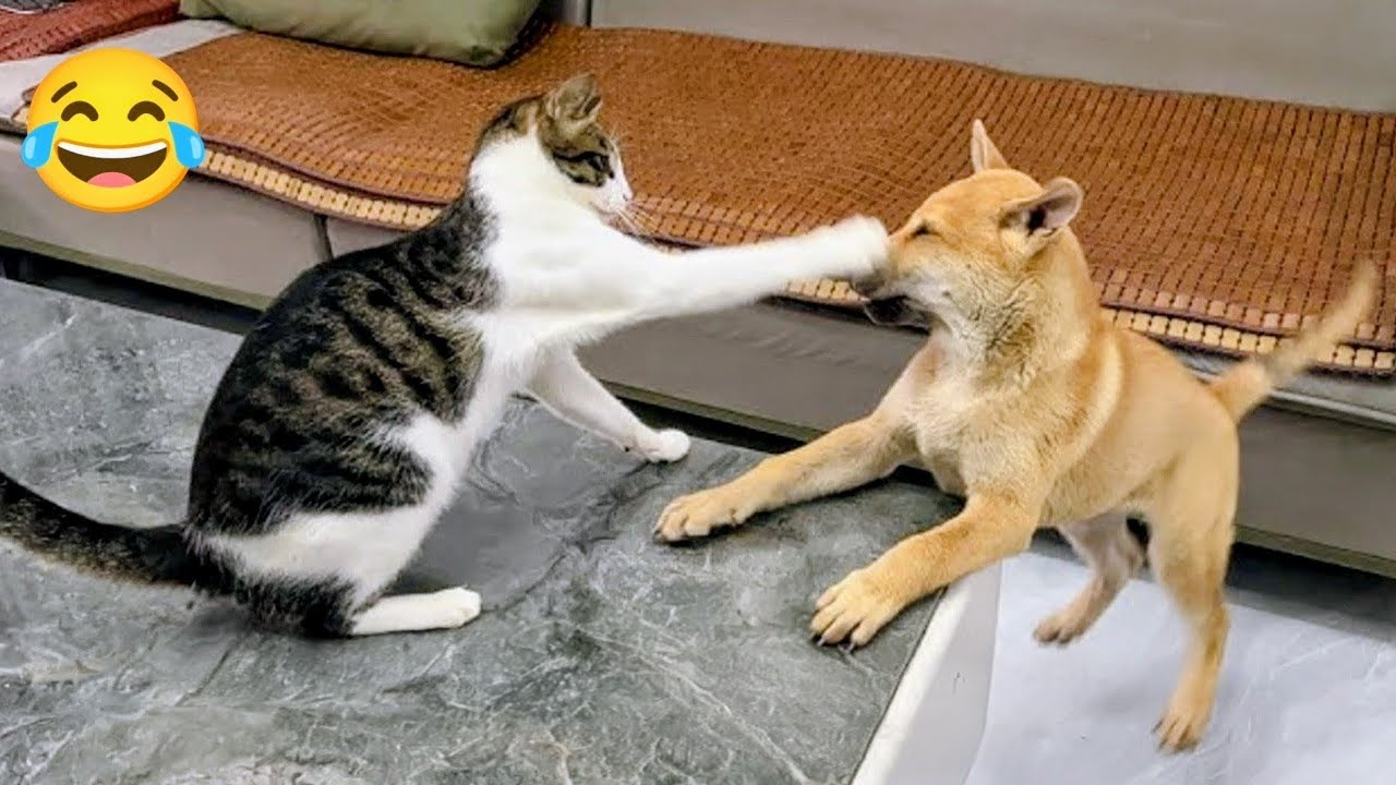Кошка против собаки 😂 | Пощёчина, с которой началась война домашних животных!