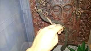 Spotted python shedding