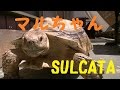 sulcata tortoise リクガメ　飼育　かわいい　african spurred tortoise